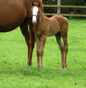 Bella Lambada 2012 colt by Paco Boy